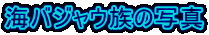 CoWE̎ʐ^